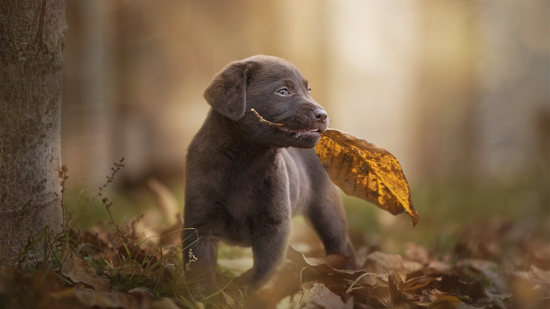 开云中国-“年轻球员转会中超大幅提升，竞争激烈”，中超年轻前锋